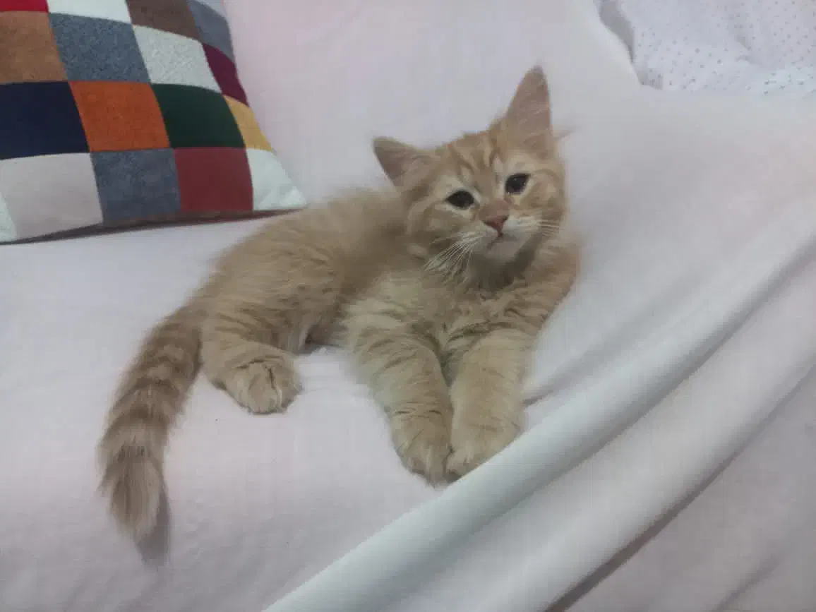 توله گربه میکش بریتیش dsh|گربه|کرج, کوی زنبق|دیوار