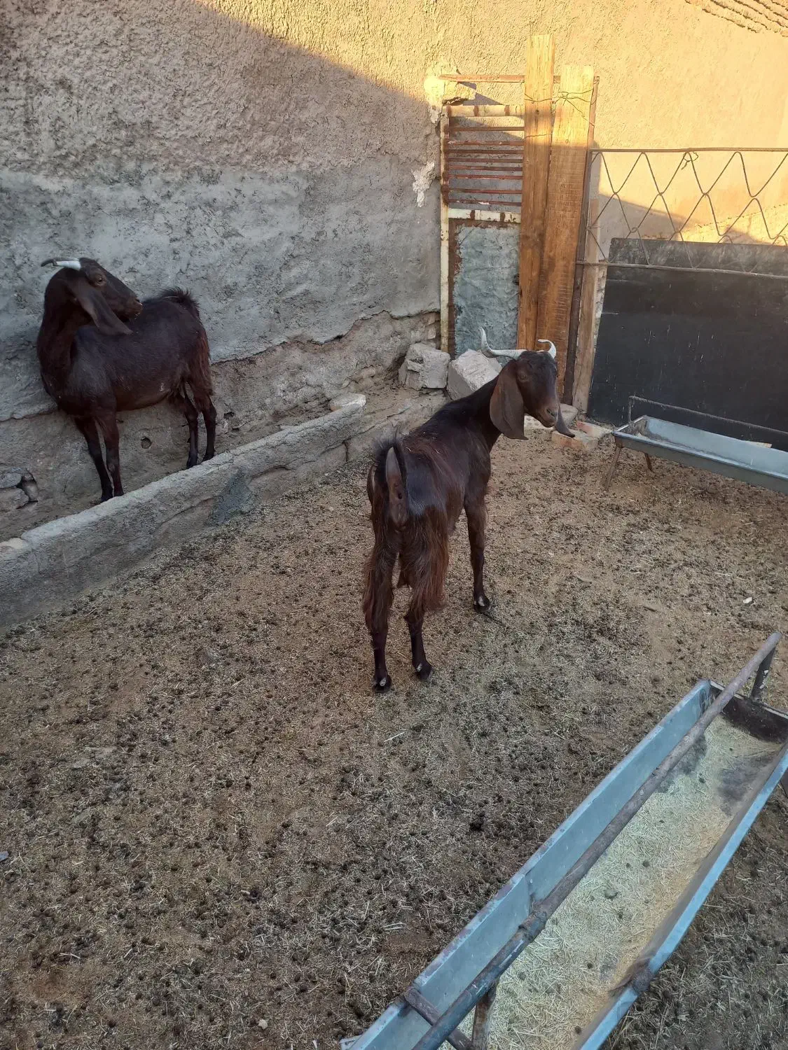 ۲راس بز دورگ پاکستانی|حیوانات مزرعه|گرمسار, |دیوار