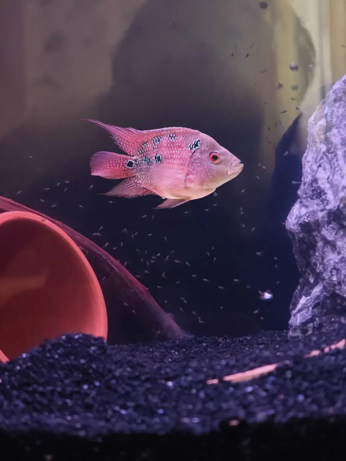 فلاور هورن ماده مولد|ماهی|شیراز, ریشمک|دیوار