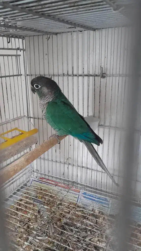 پرنده طوطی گرینویچک تراکوسیس|پرنده|قشم, |دیوار