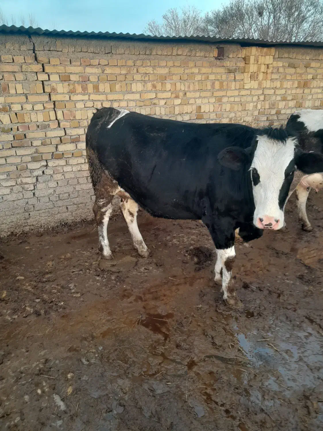 قسمت 300،000،000|حیوانات مزرعه|قزوین, |دیوار