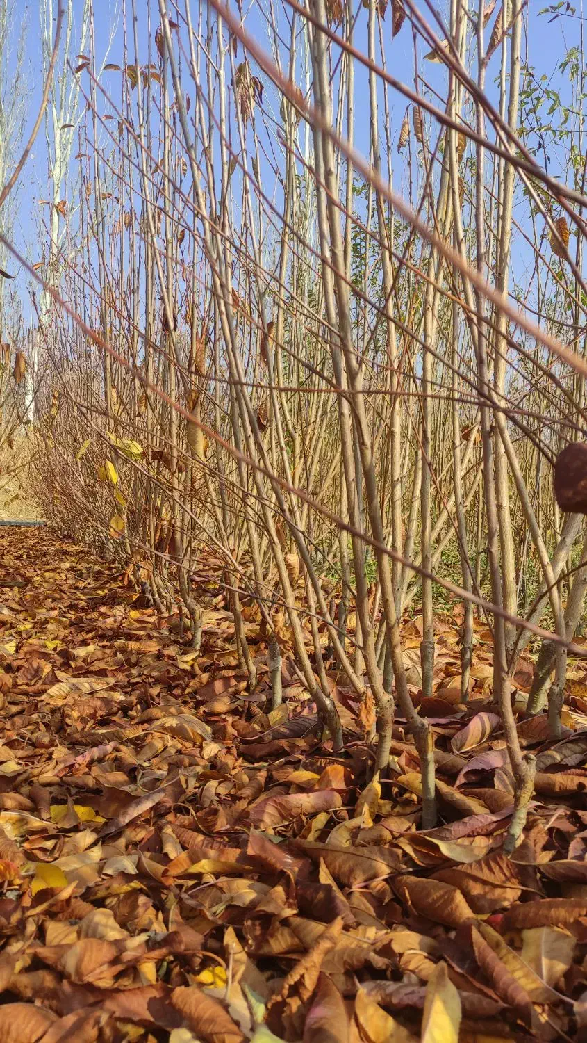 فروش انواع نهال های پیوندی|خدمات باغبانی و درختکاری|اصفهان, شاهزاده ابراهیم|دیوار