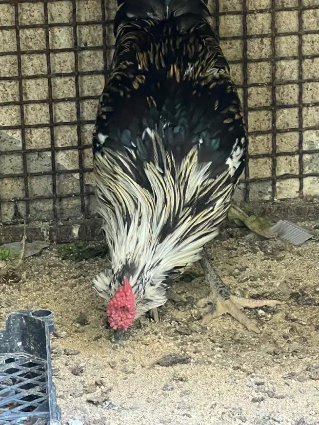 خروس گلین ۵ ماهه|حیوانات مزرعه|شهریار, کهنز|دیوار