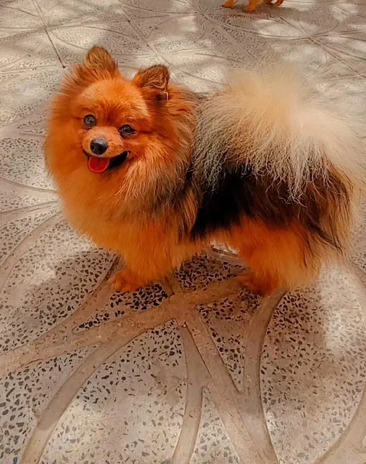 توله پامر اصل|سگ|صحنه, |دیوار