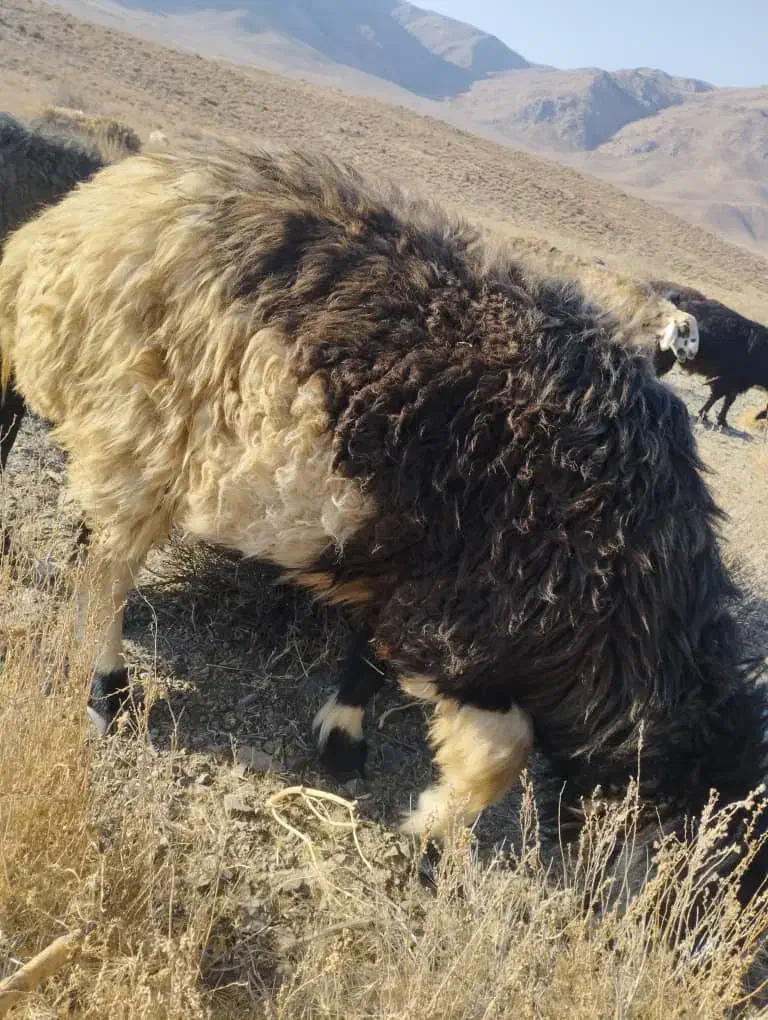 فروشنده|حیوانات مزرعه|جنت, |دیوار