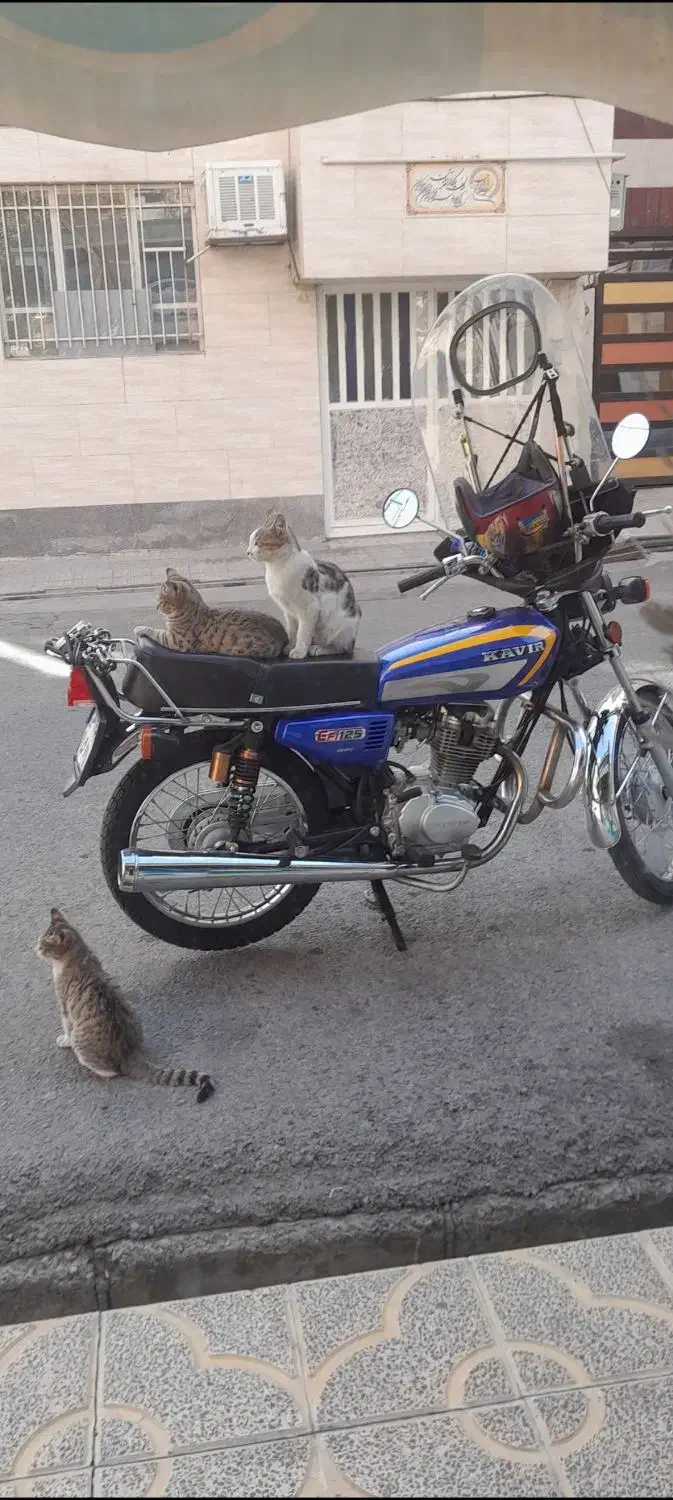 موتور سیکلت هندا ۱۲۵ کویر|موتورسیکلت|تهران, شهرآرا|دیوار