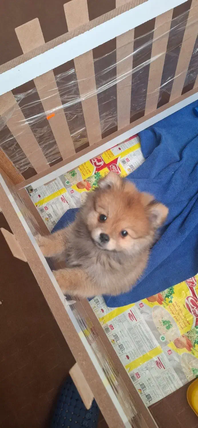 پامر|سگ|ملارد, |دیوار