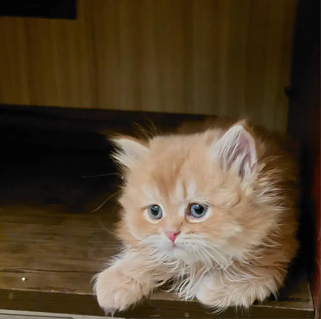 گربه اسکاتیش بریتیش|گربه|کرج, عظیمیه|دیوار