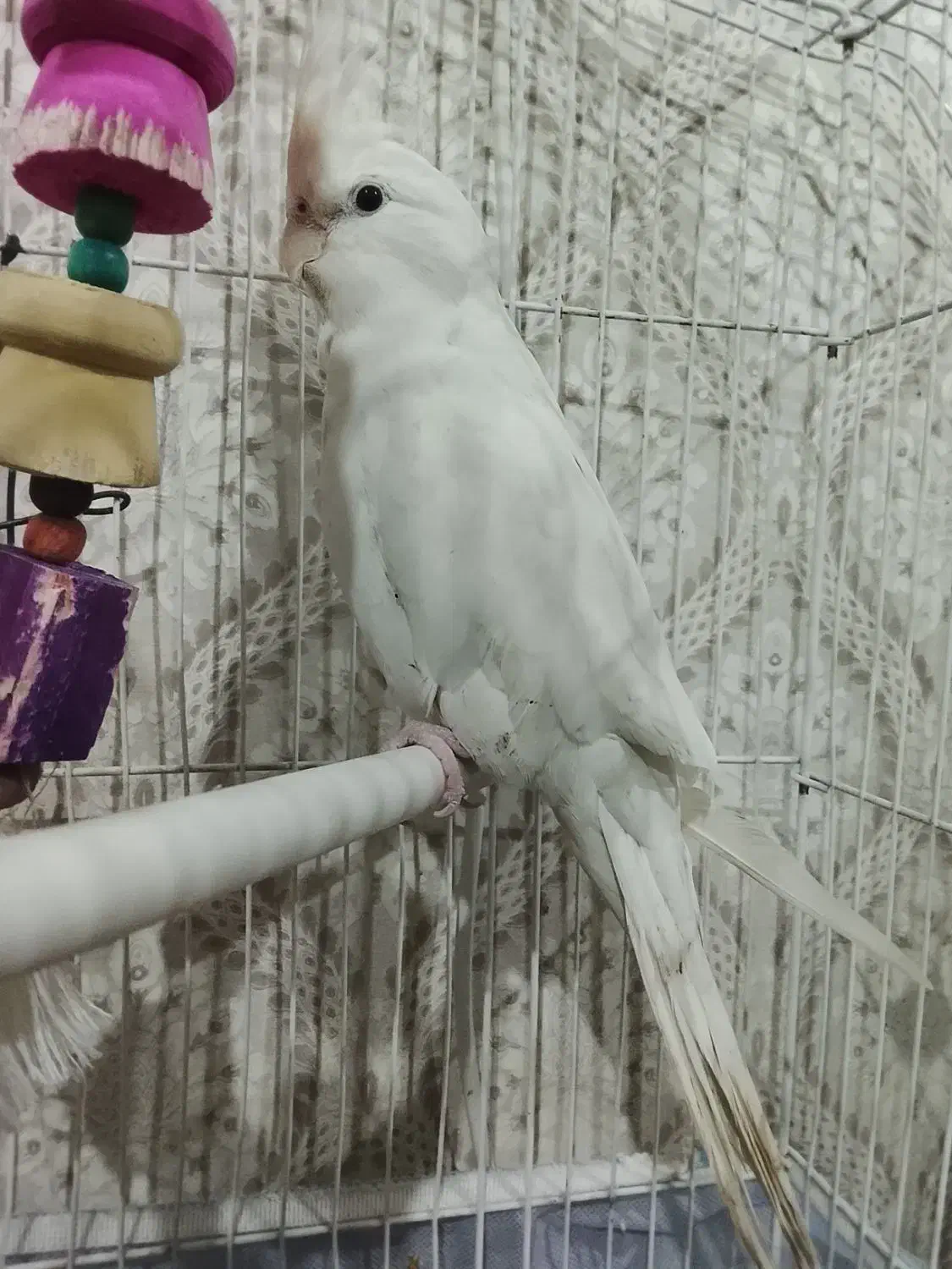 عروس هلندی البینو|پرنده|ملارد, |دیوار