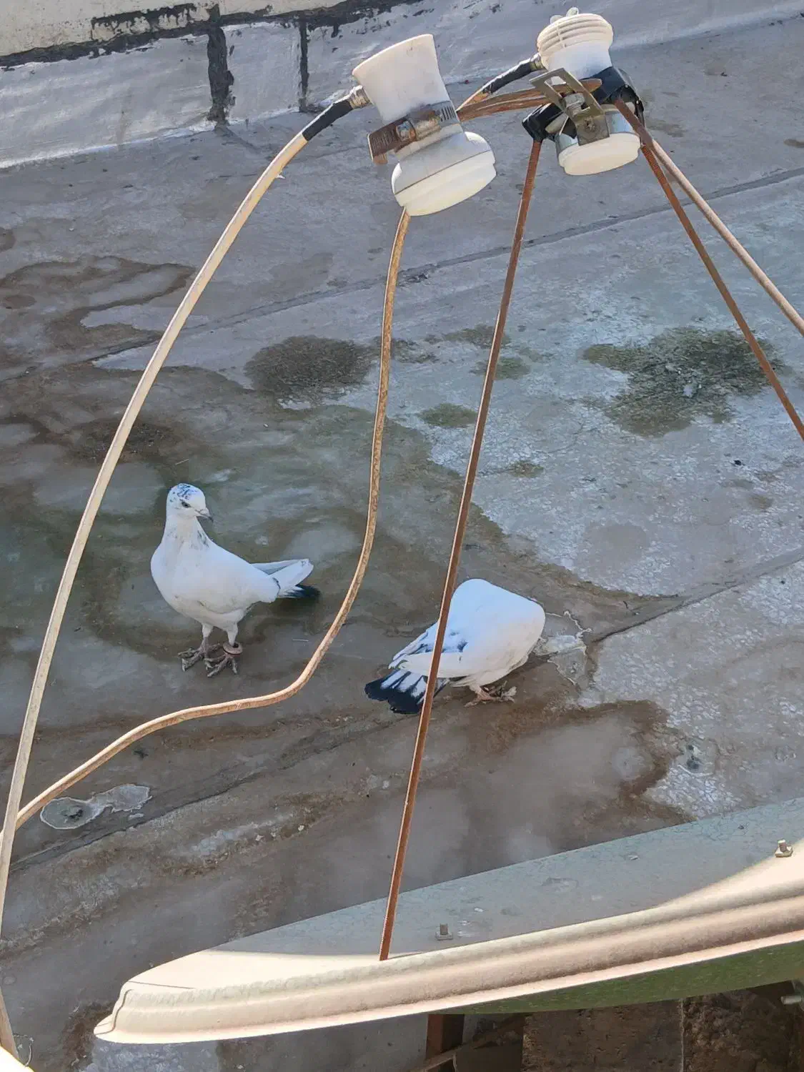 یه جفت کبوتر سرحال|پرنده|شاهینشهر, گرگاب|دیوار