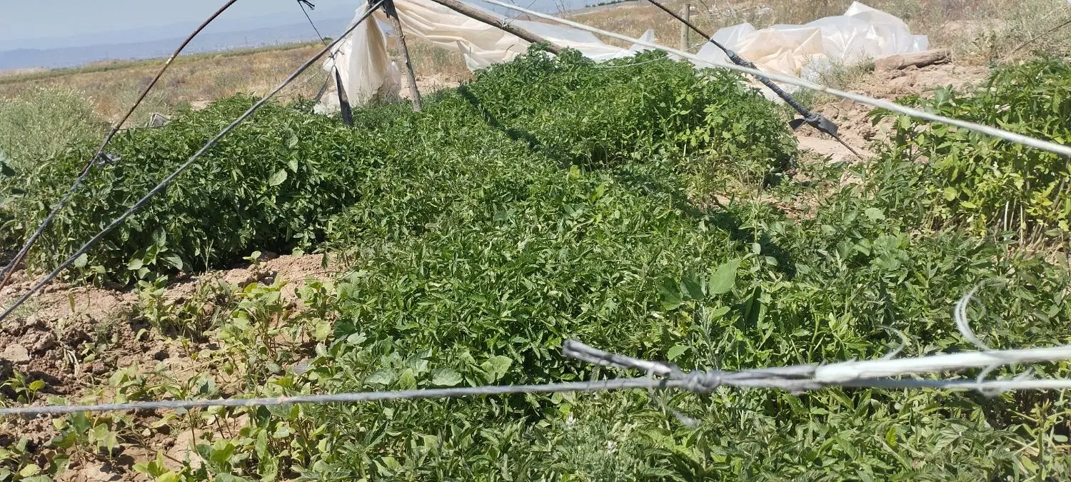 نهال گرجه|گل و گیاه طبیعی|مشهد, تبادکان|دیوار