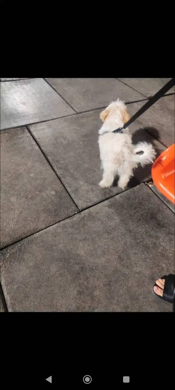 سگ تعلیم دیده مالتیز عروسکی شناسنامه دار سایز ریز|سگ|قم, صفائیه|دیوار