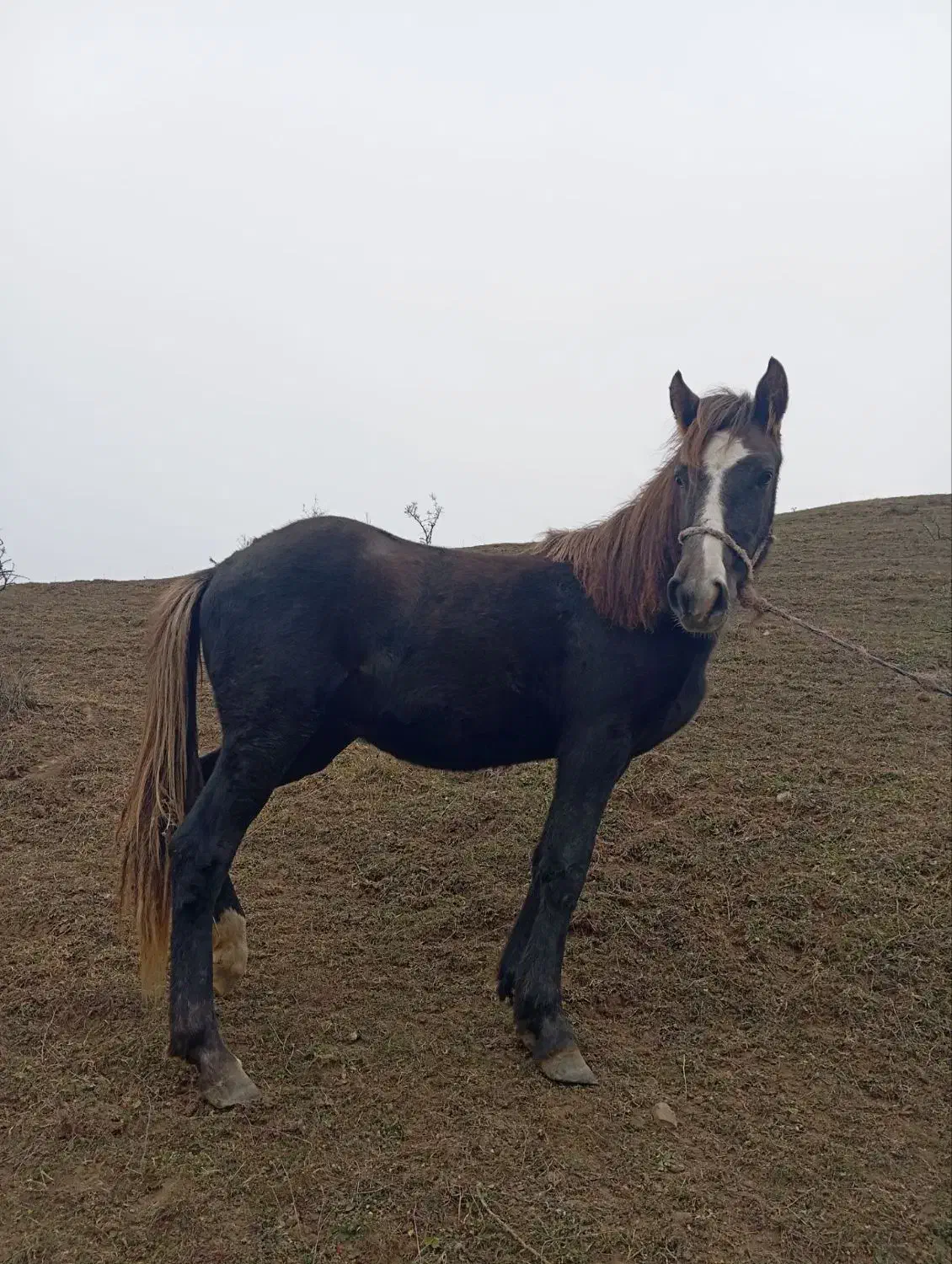 اسب دو ساله|اسب و تجهیزات اسب‌سواری|بیله سوار, |دیوار