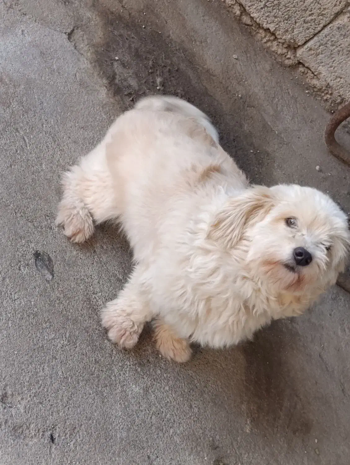 توله سگ پاکوتاه پشمالو|سگ|قائم‌شهر, |دیوار