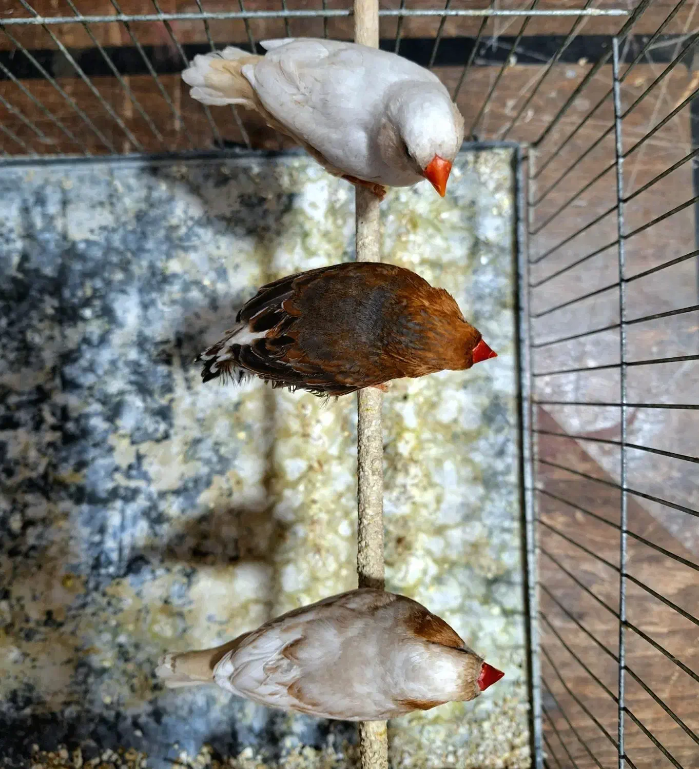 فنچ ایزابل ، اورنج|پرنده|ری, حمزهآباد|دیوار