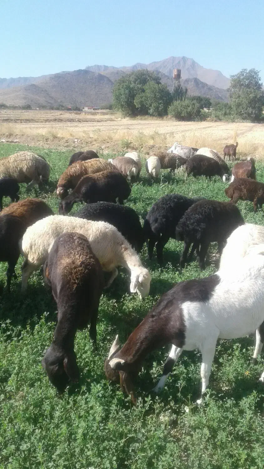 یک عدد بزغاله شیری فروشی|حیوانات مزرعه|خمین, |دیوار