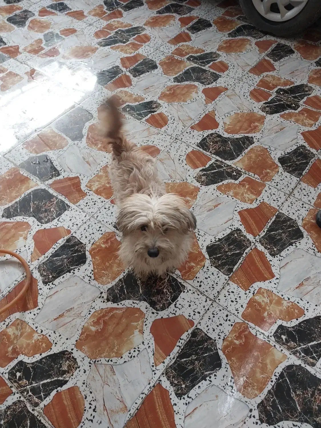 سگ خونگی سالم تمیز ۸ ماهه|سگ|قرچک, پویینک|دیوار