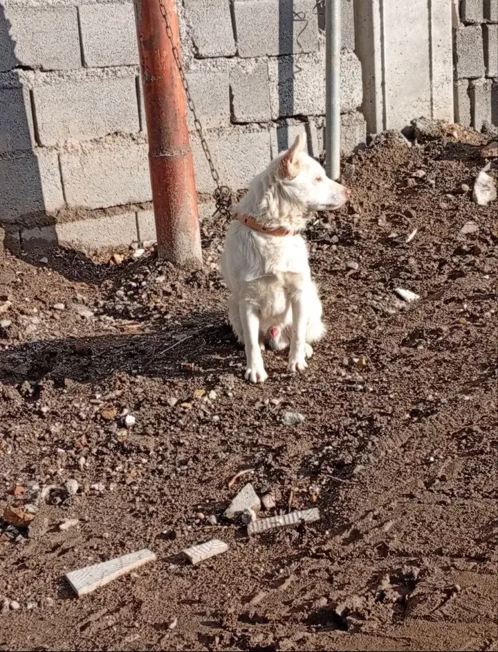 پاکوتا|سگ|ترکمانچای, |دیوار