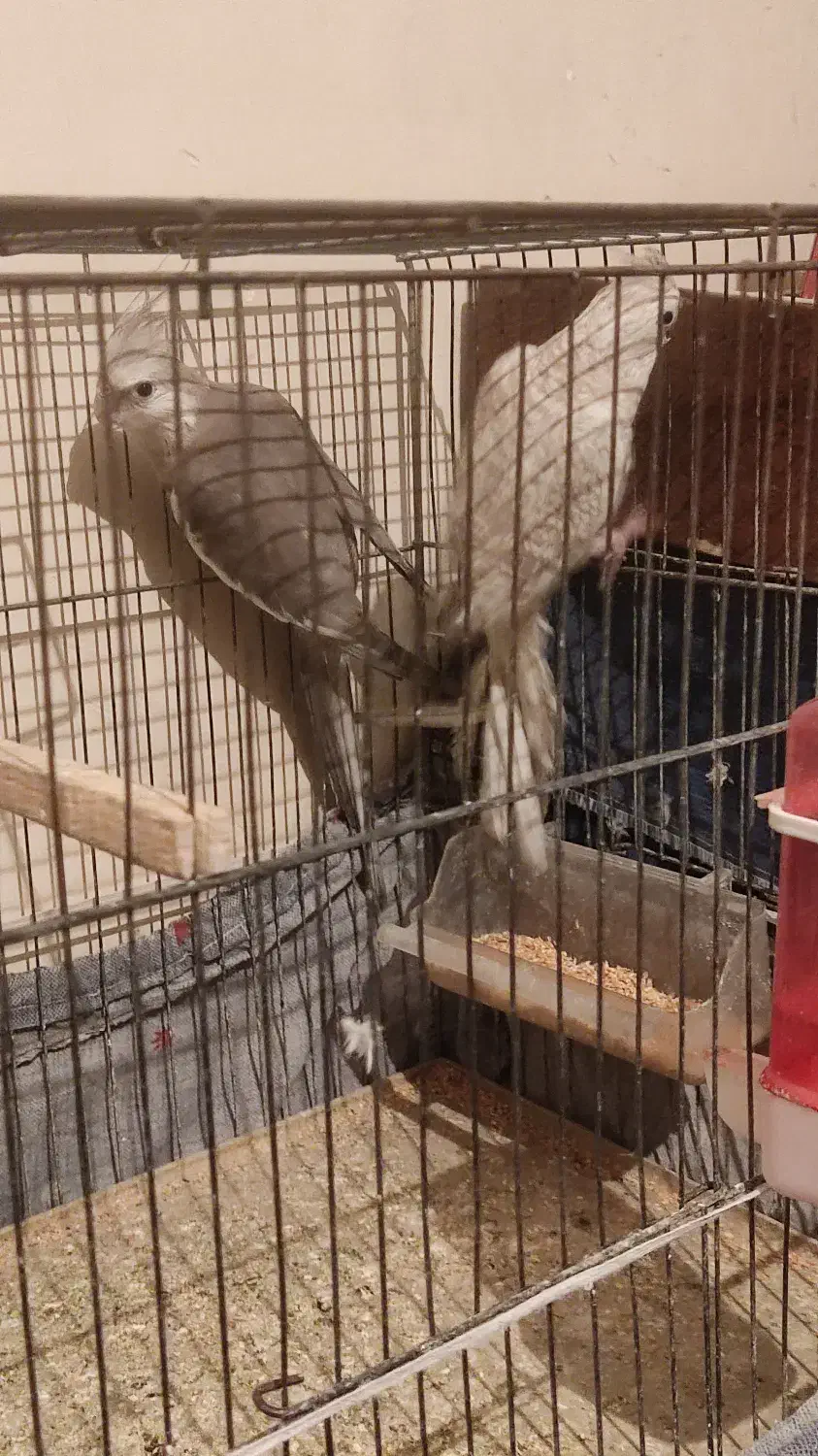 عروس هلندی|پرنده|تهران, مشیریه|دیوار