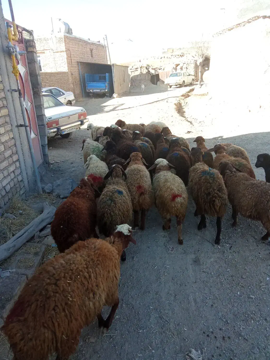 گوسفندماده|حیوانات مزرعه|بلبان آباد, |دیوار