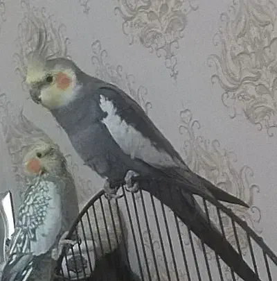 عروس هلندی|پرنده|محمدشهر, کوی بهار|دیوار