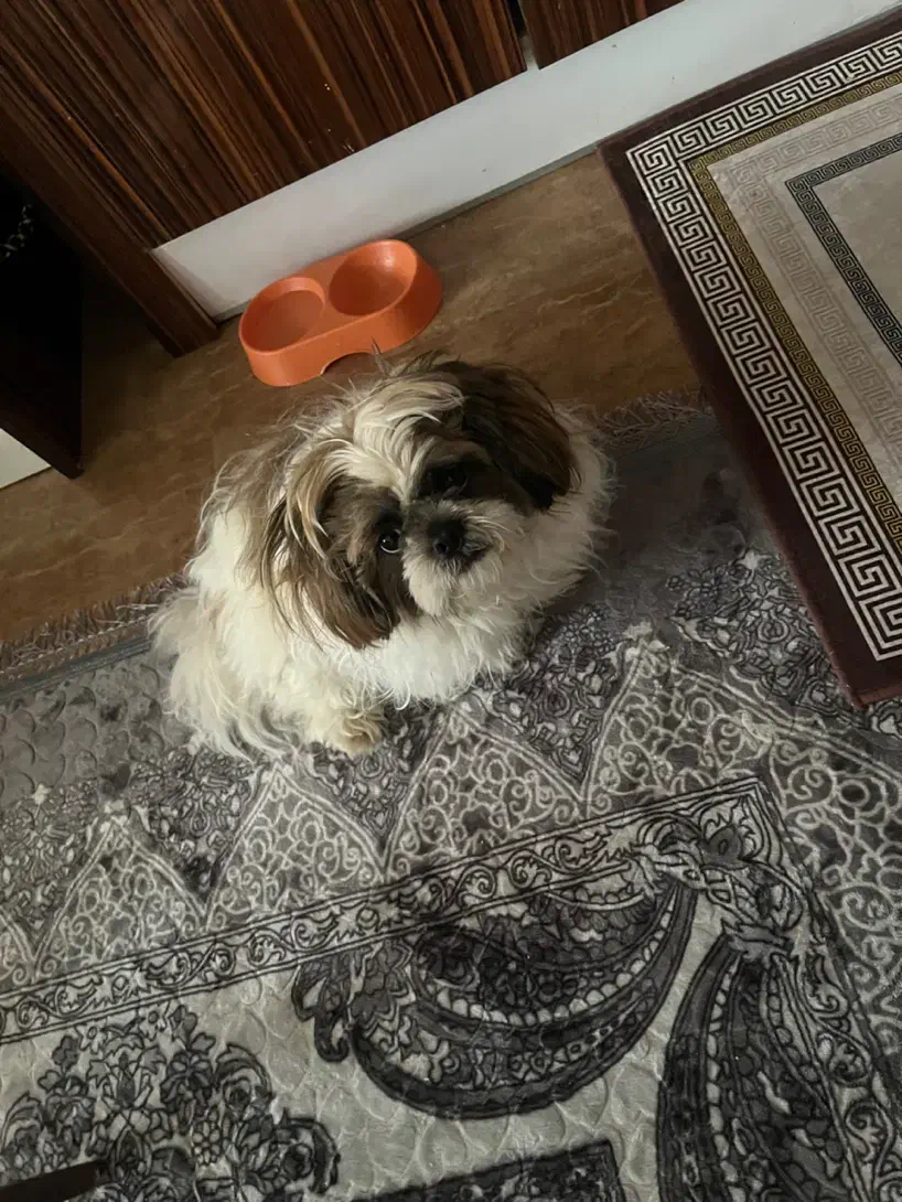 سگ شیتزو سوپر فلت|سگ|کیش, |دیوار