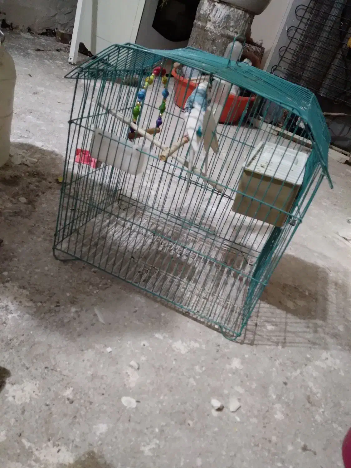 مرغ عشق|پرنده|اردبیل, |دیوار