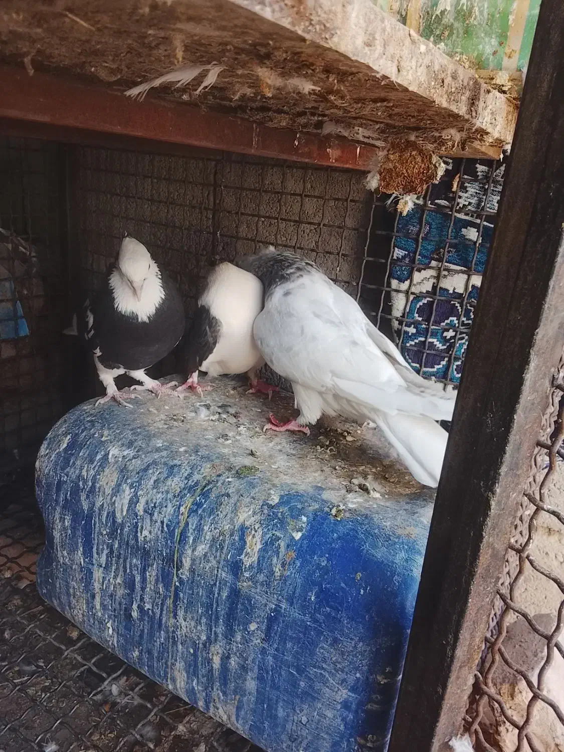 کبوتر|پرنده|فهرج, |دیوار