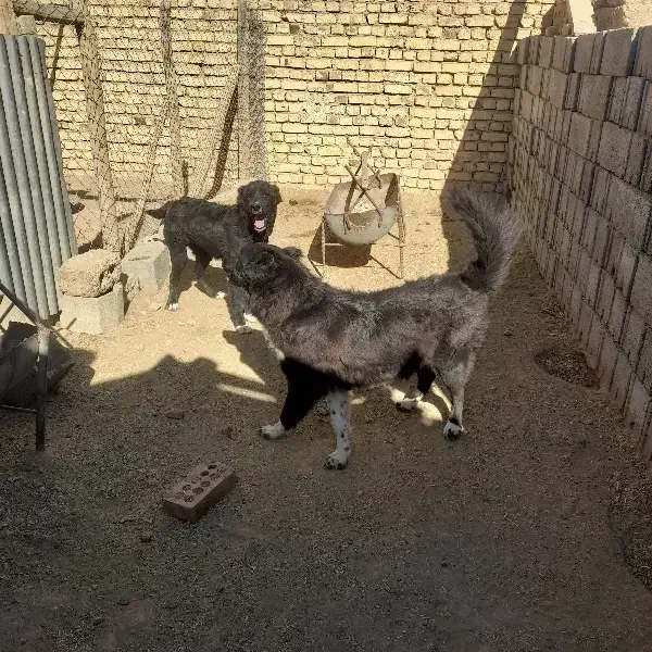 سگ قدرجونی|سگ|مبارکه, |دیوار