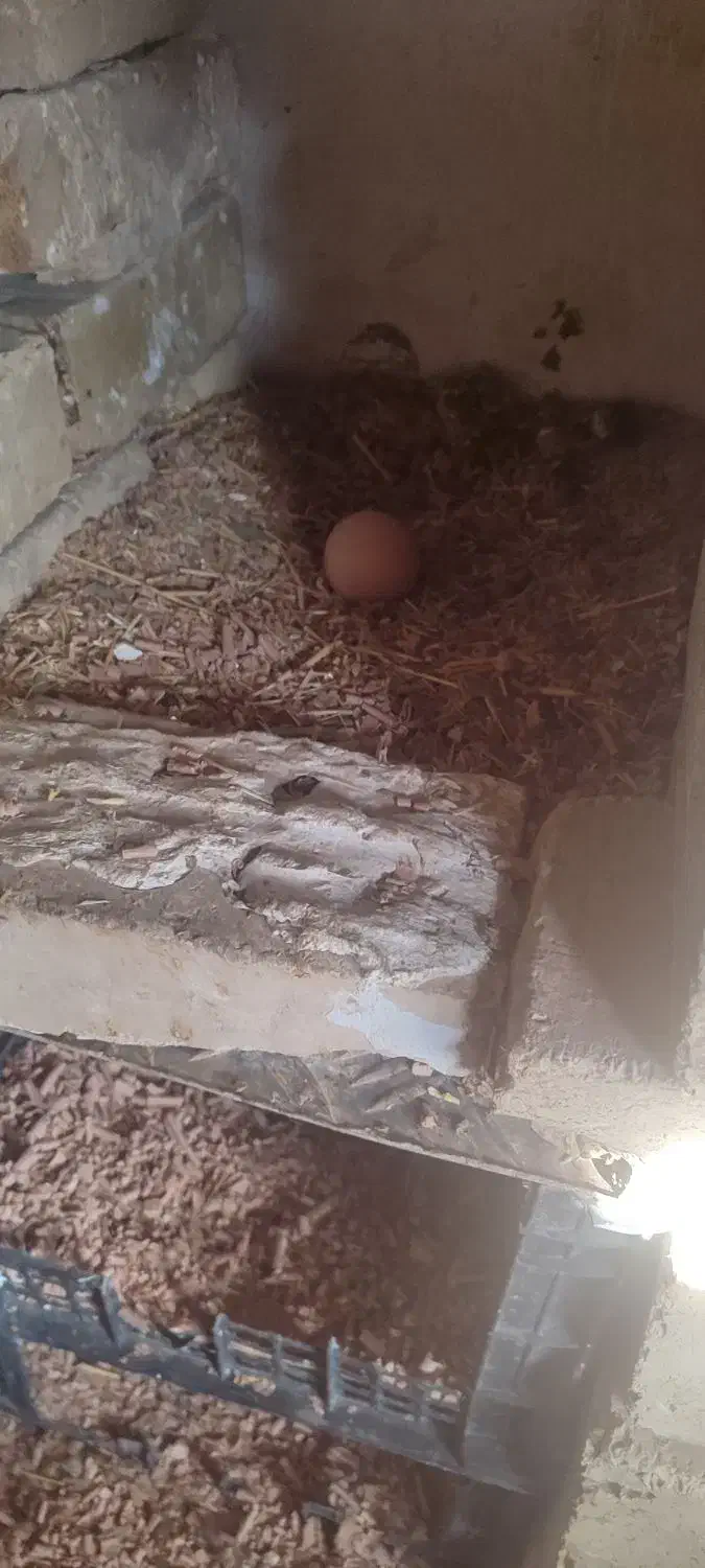فروش تخم مرغ|حیوانات مزرعه|زنجان, |دیوار
