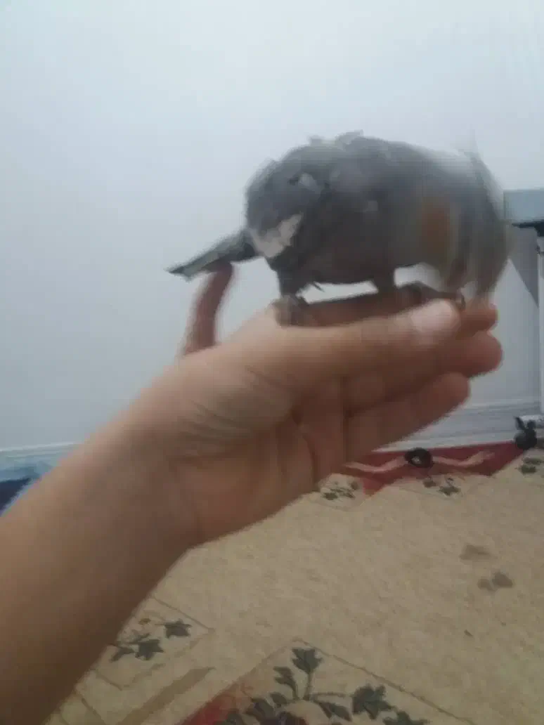 عروس هلندی|پرنده|اهواز, فتح|دیوار