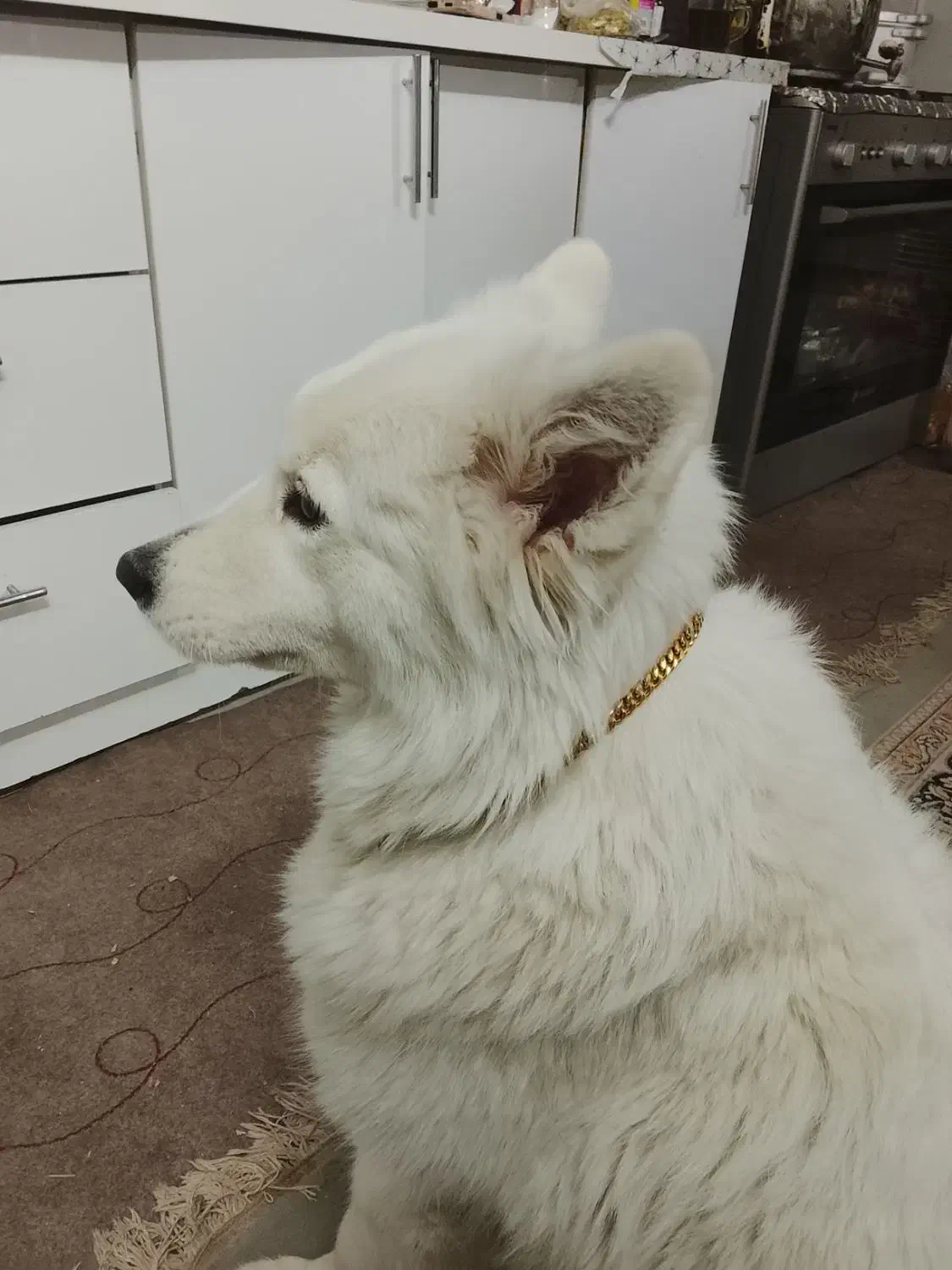 سگ ساموئید|سگ|مشهد, شهید بهشتی|دیوار