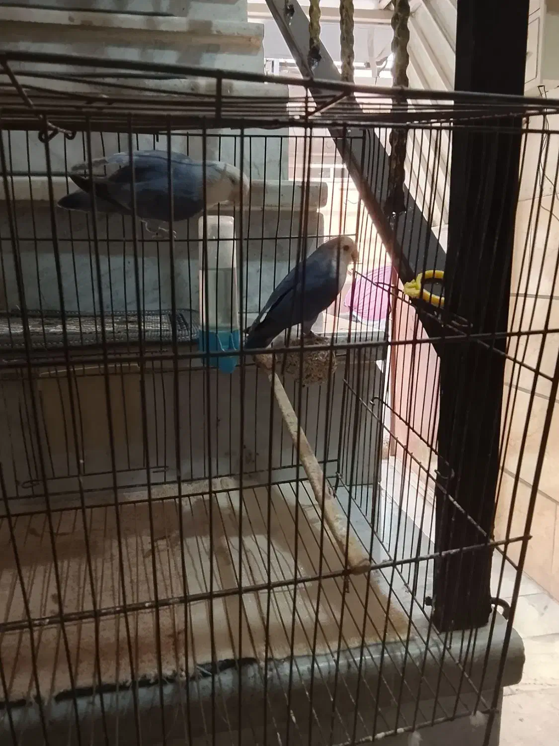 یک جفت طوطی برزیلی با جوجه|پرنده|محمدشهر, کوی بهار|دیوار