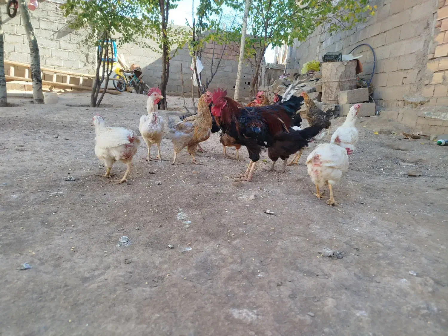 فروش مرغ و خروس محلی|حیوانات مزرعه|خواجه, |دیوار