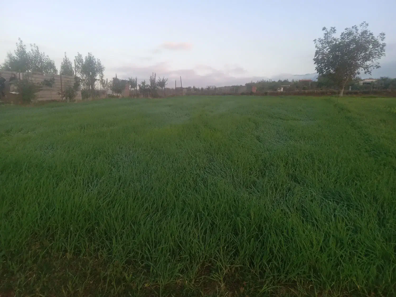 دو قطعه زمین به مساحت ۴۵۰متر و ۱۵۰۰مترروستای نوچمن|فروش زمین و ملک کلنگی|گرگان, |دیوار