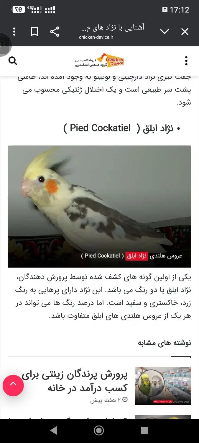 عروس هلندی گمشده مژدگانی مبلغ دلخواه شما|حیوانات|قم, شهرک امام حسن|دیوار