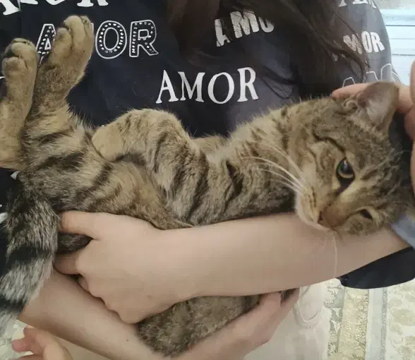 این گربه پیدا شده|گربه|مهاباد (آذربایجان غربی), |دیوار