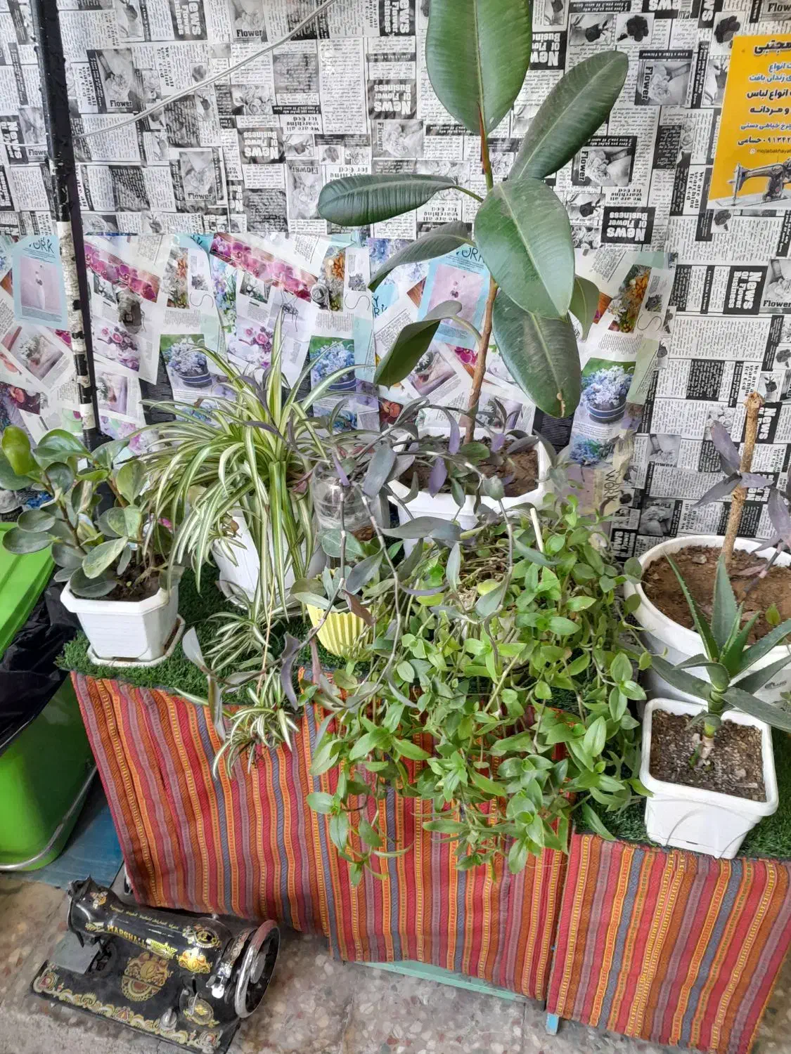 گل آپارتمانی|گل و گیاه طبیعی|شهرکرد, |دیوار