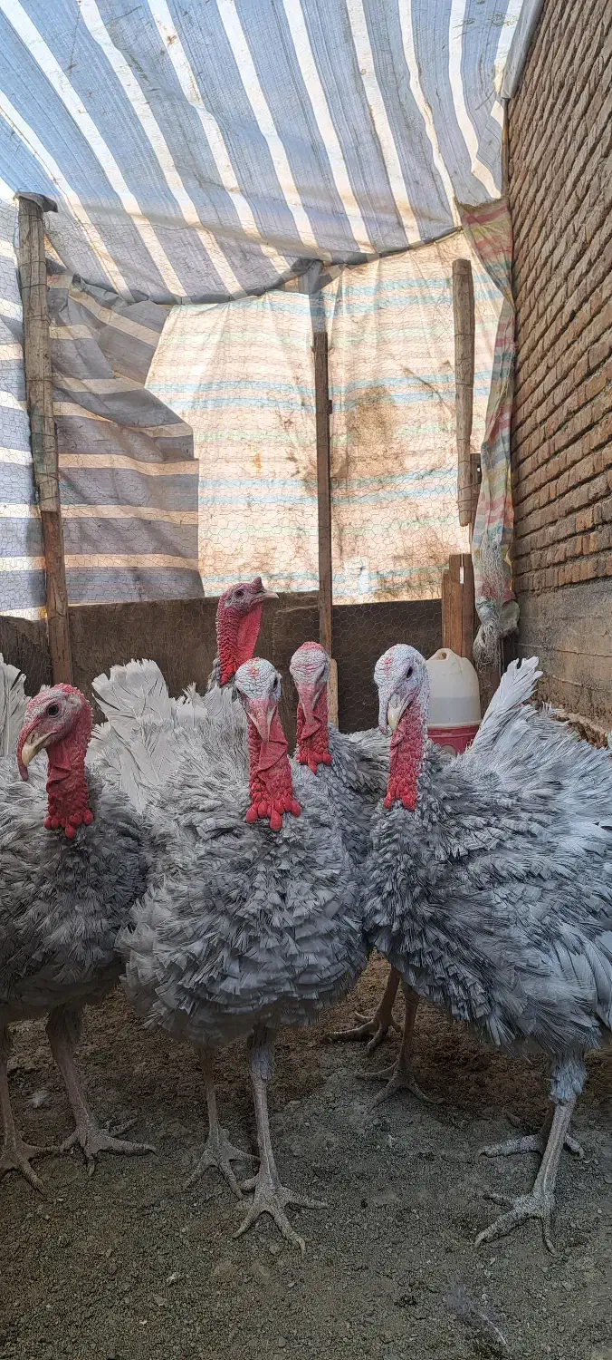 5 عدد بوقلمون اسلیت|پرنده|بانه, |دیوار