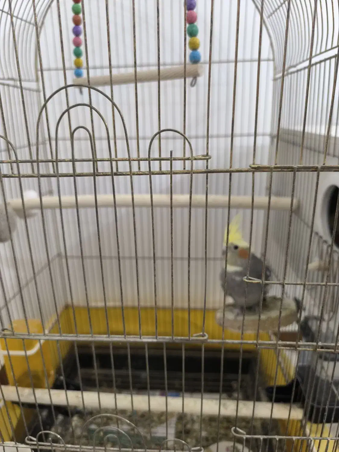 عروس هلندی با تخم و جوجه|پرنده|مشهد, شهید قربانی|دیوار