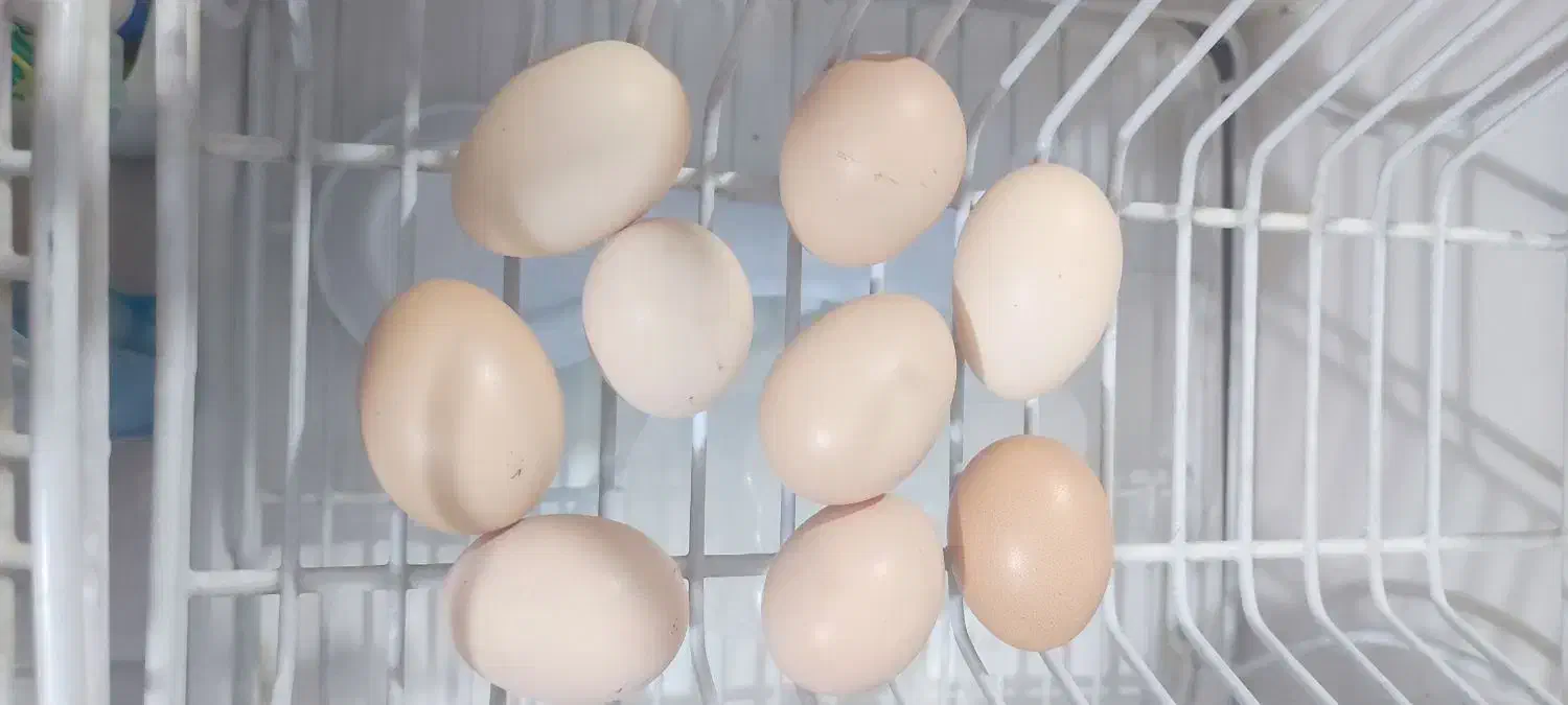 تخم مرغ رسمی|خوردنی و آشامیدنی|قم, شهرک فاطمیه|دیوار