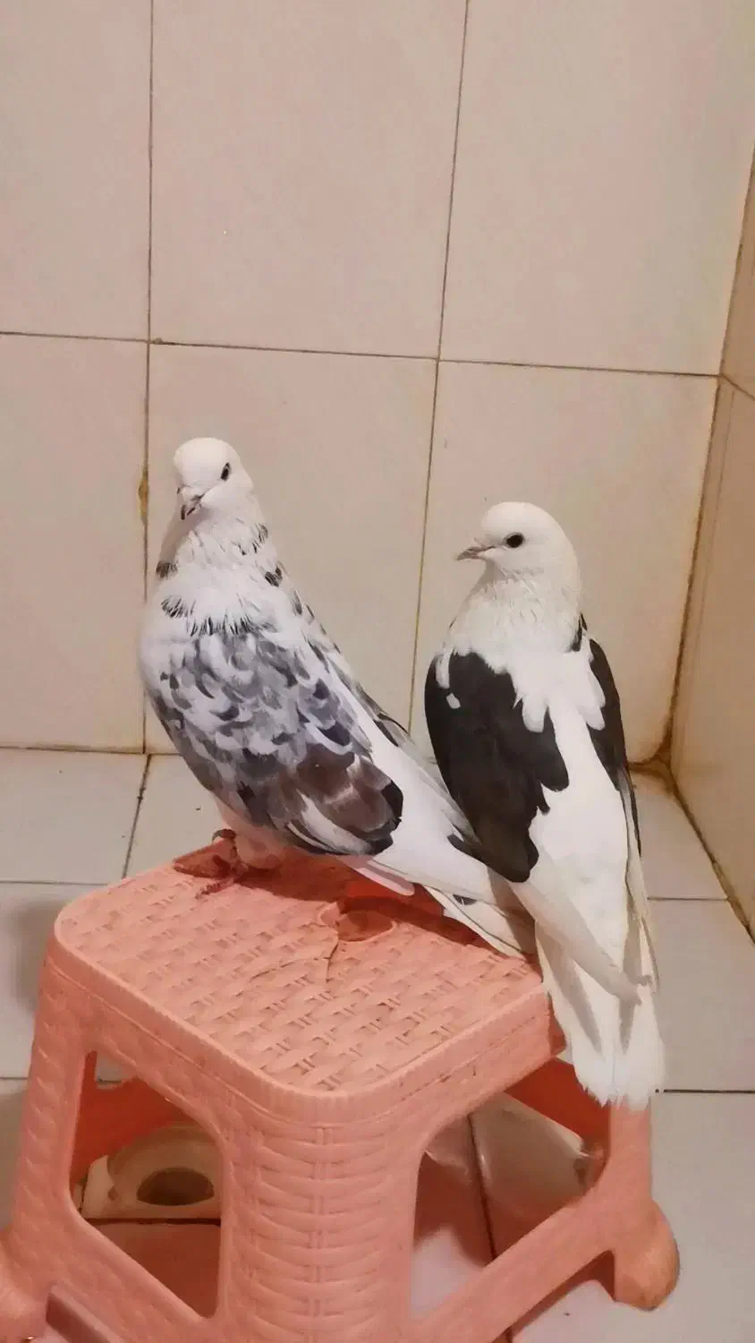 کفتر پرشی نسل دار|پرنده|شاهدشهر, |دیوار