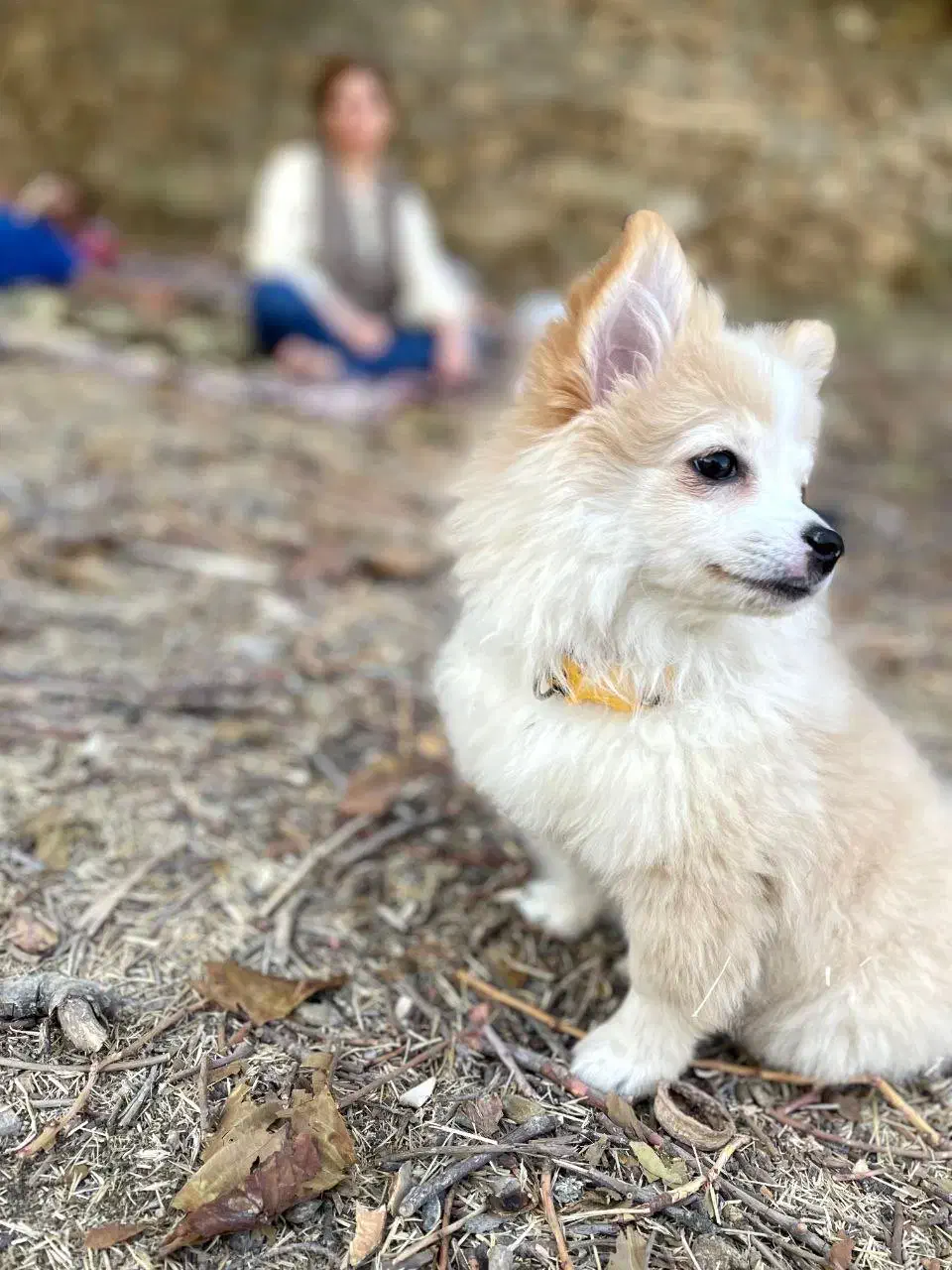 فروش سگ پامر|سگ|یزد, |دیوار