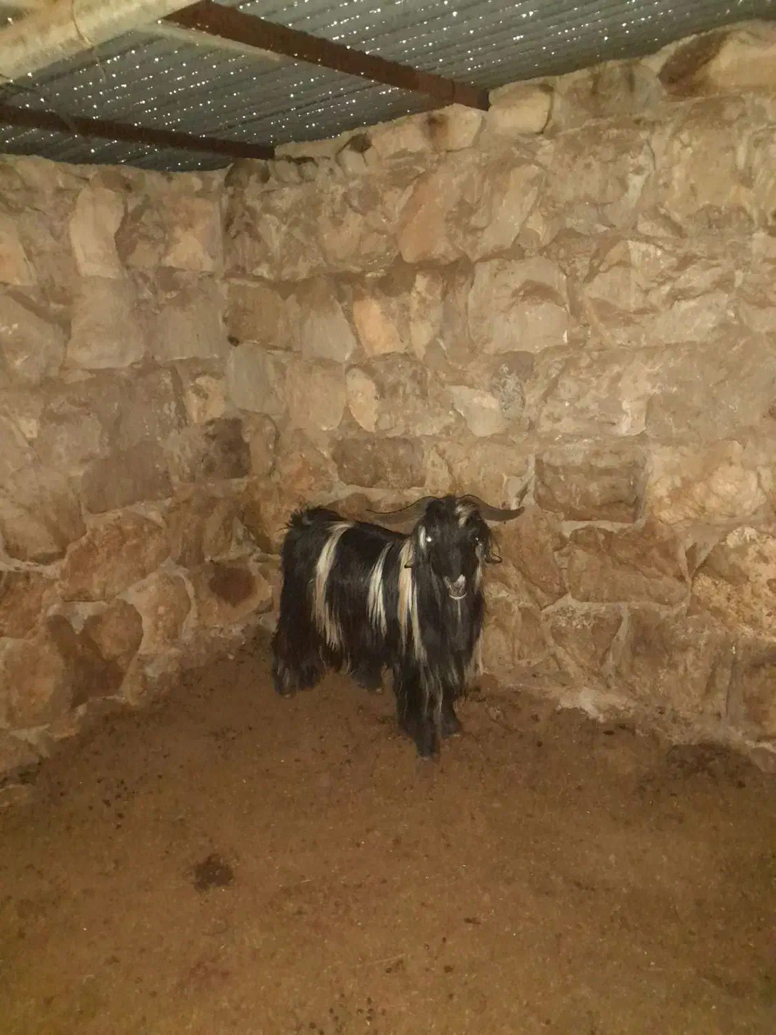 بعده|حیوانات مزرعه|لالی, |دیوار