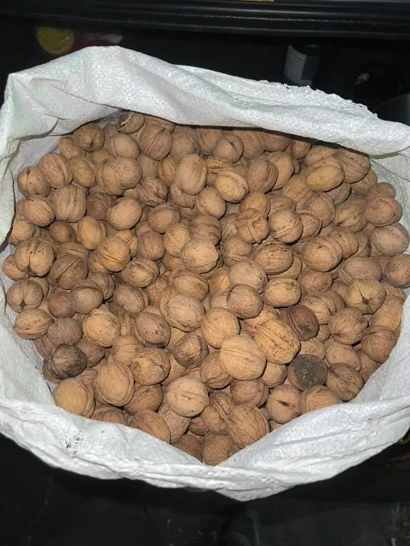 خریدار گردو هستم|عمدهفروشی|سلماس, |دیوار