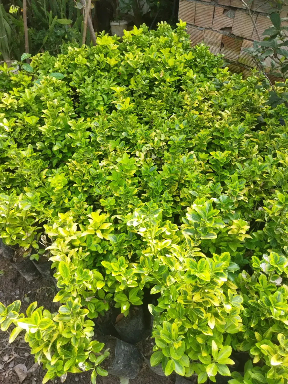 گل و‌گیاه|گل و گیاه طبیعی|چالوس, |دیوار