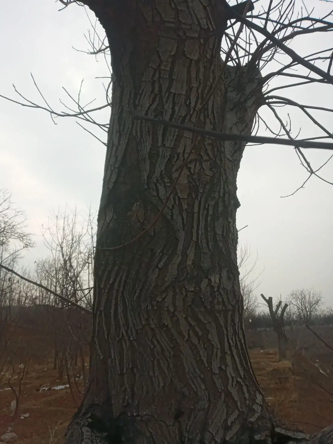 خرید و فروش  انواع چوب سربرداری کف بری حرس کردن|خدمات باغبانی و درختکاری|باغ بهادران, |دیوار