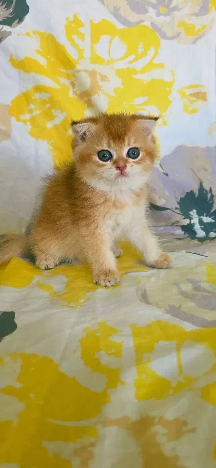 بچه گربه های پرشین اسکاتیش بریتیش|گربه|بوشهر, |دیوار