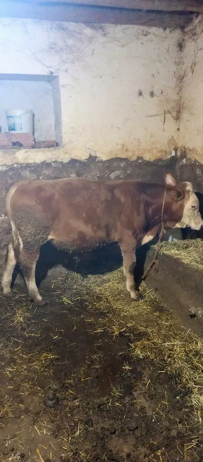 گوساله سیمینتال|حیوانات مزرعه|منجوان, |دیوار