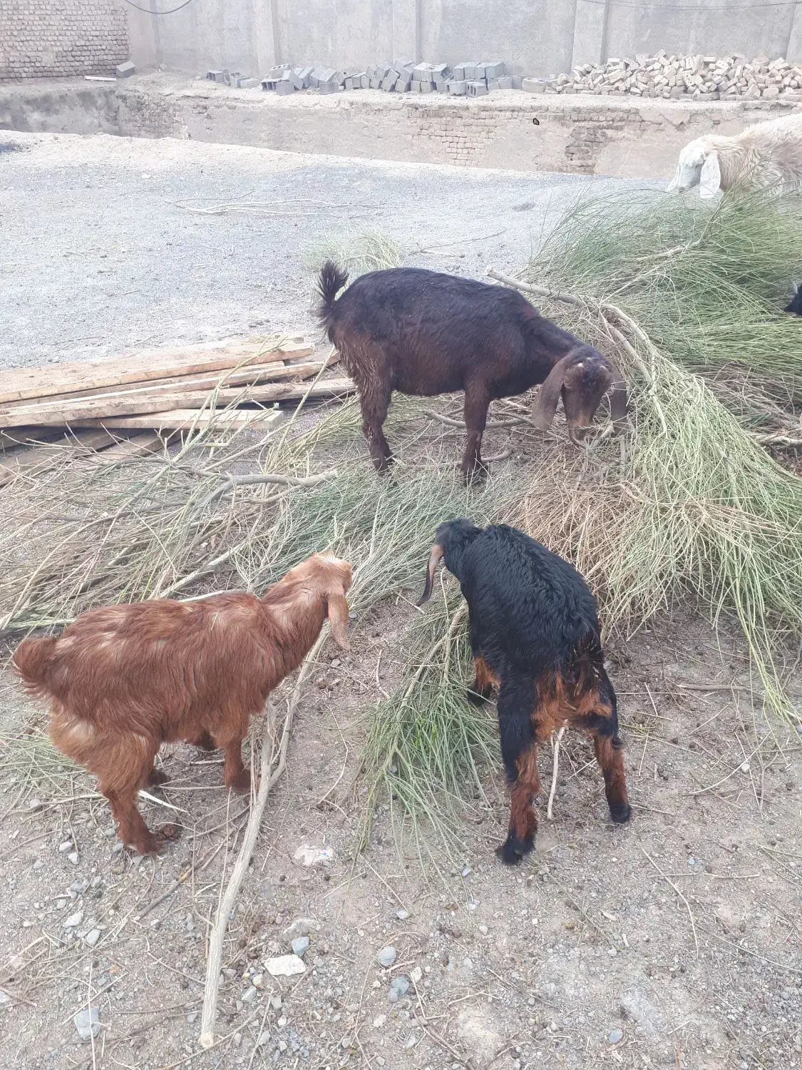 بزدوقلو|حیوانات مزرعه|نیشابور, چمبران|دیوار